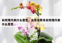 白玫瑰代表什么意思，女生送男生白玫瑰代表什么意思